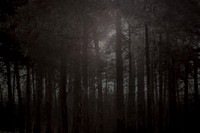 winter forest #11