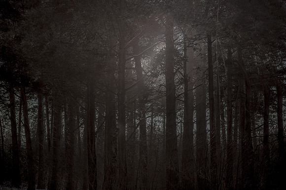 winter forest #11