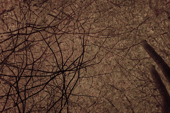 trees #11