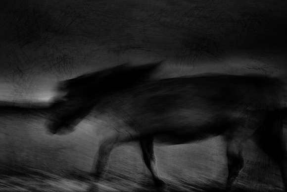 wild horse #10