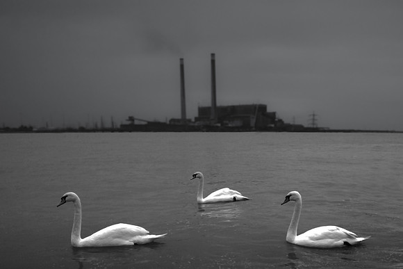 swans v2