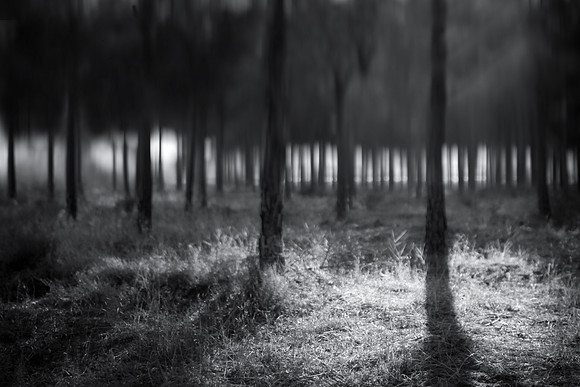 45mm tilt shift