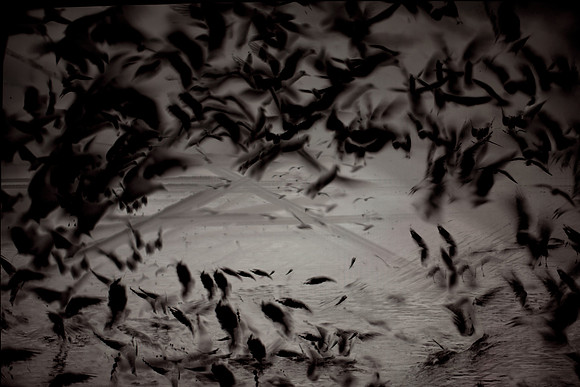 multiple exposure #9 / seagulls