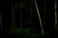 forest 12 #24
