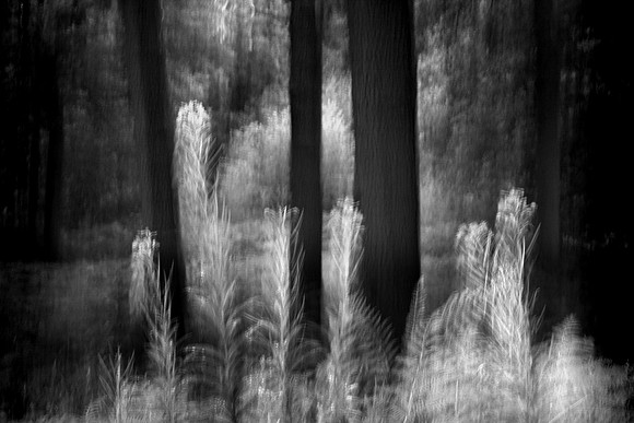 Into the woods 1