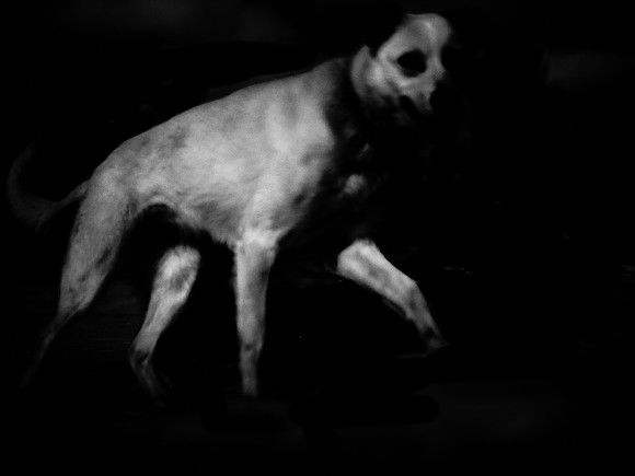 dog #98
