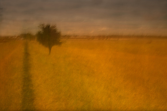 tree 1