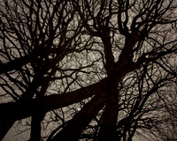 trees #18