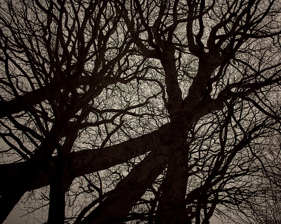 trees #18