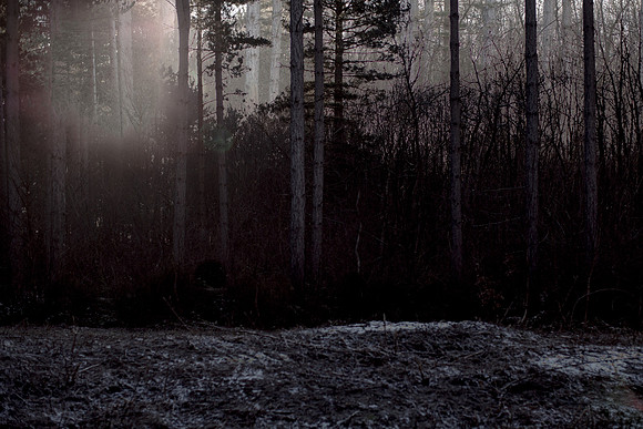 winter forest #1