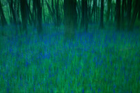 woods 1