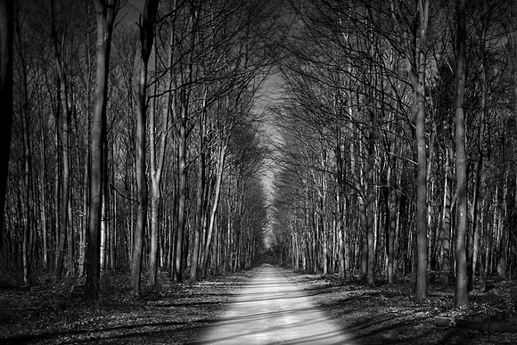 A walk in the woods 3