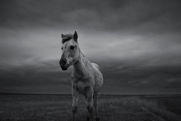 Wild horses 9
