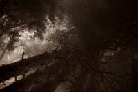 trees #12