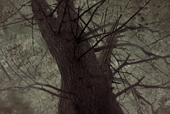 tree #7
