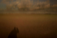 self portrait with field 1