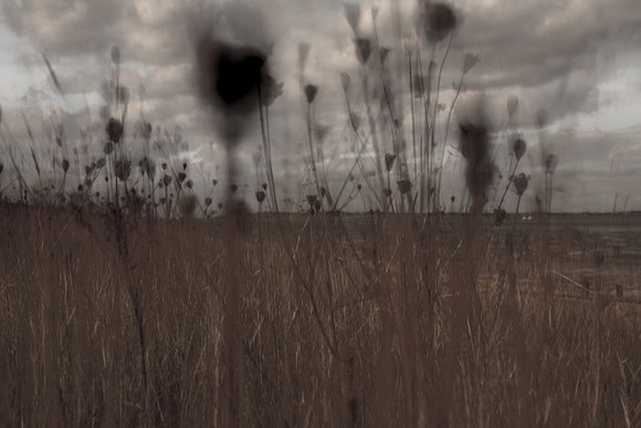 riverbank #30