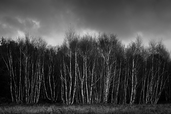 2. rendlesham forest-20