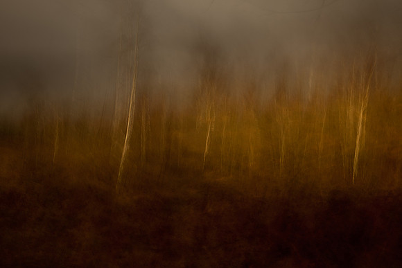 2. rendlesham forest-80