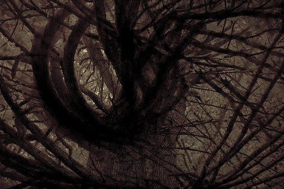 tree #5