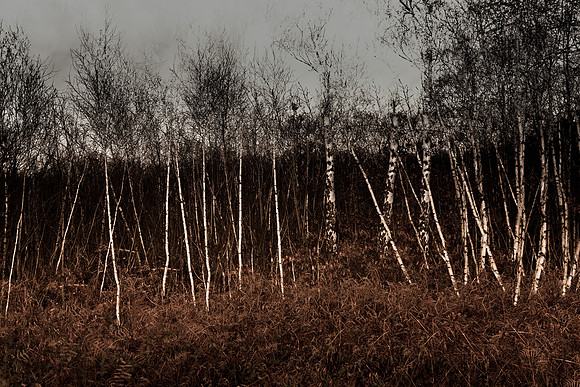 a xmas walk #4