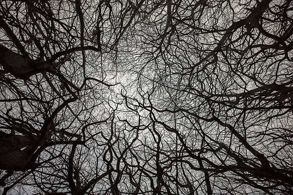 trees #14