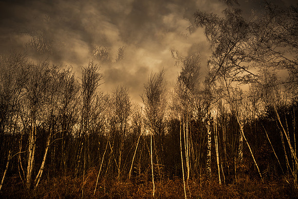 a xmas walk #2