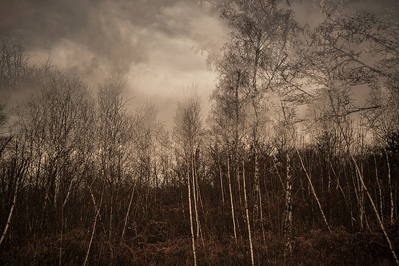 a xmas walk #1
