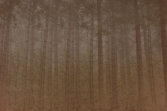trees #14