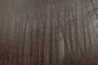 trees #12