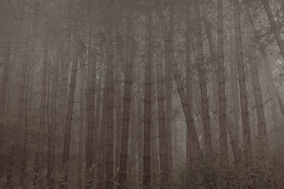 trees #12