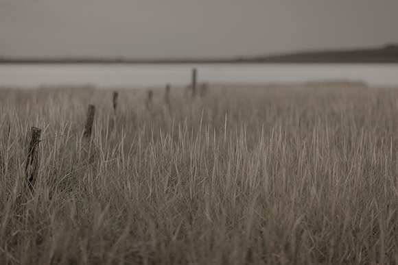 riverbank #18