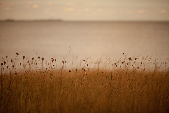 riverbank #7
