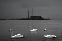 swans v2
