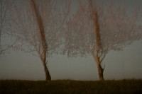 autumn #14
