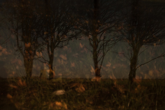 autumn #12
