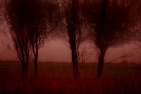 autumn #8