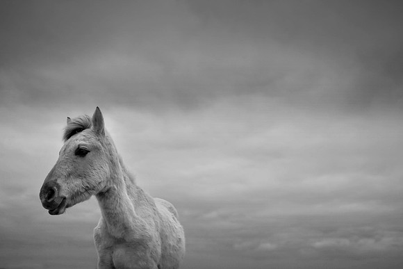Wild horses 8