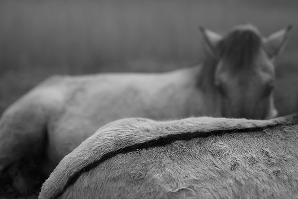 Wild horses 7