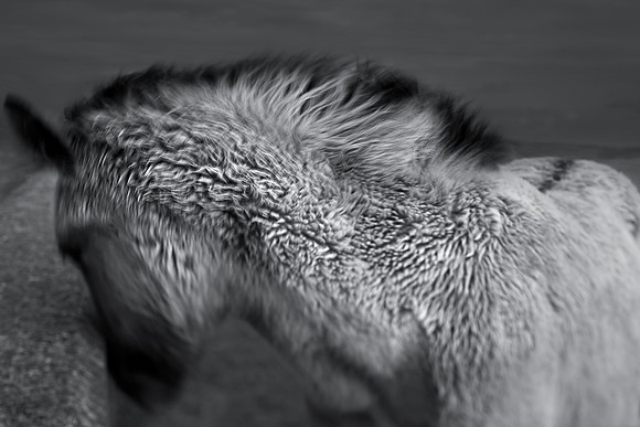 Wild horses 5