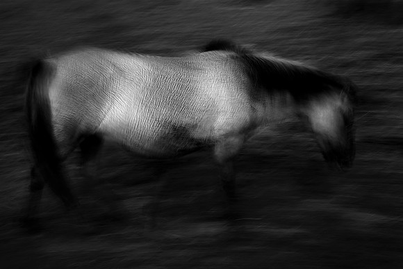 WIld horses 2