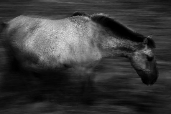 Wild horses 1