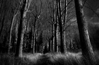 Woods at night 1