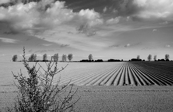 Field