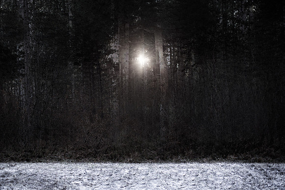 winter forest #3