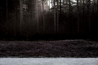winter forest #2