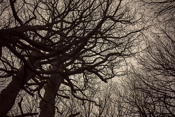 trees #22