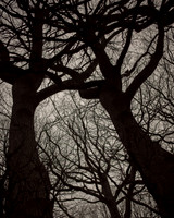 trees #19