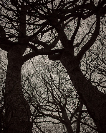 trees #19