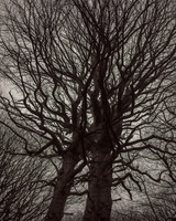 trees #17
